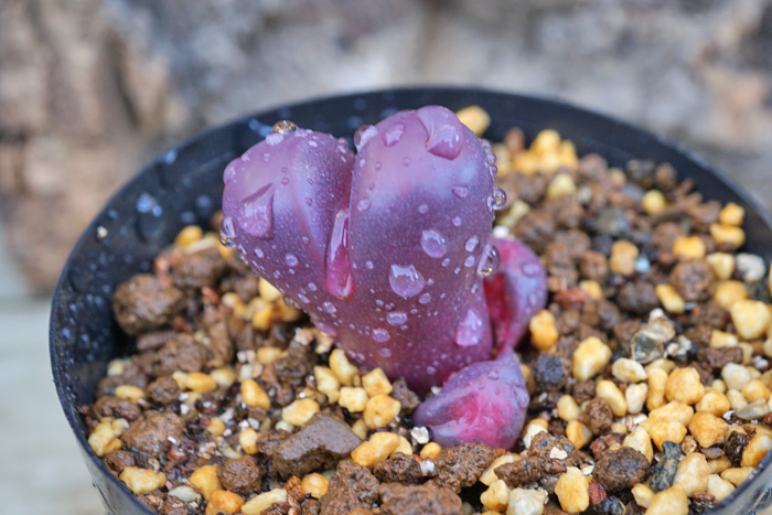 リトープス 紅大内玉 Lithops optica var. Rubra　実生苗　 【管理番号：2】_画像1