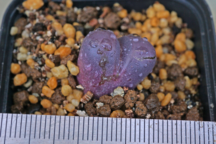 リトープス 紅大内玉 Lithops optica var. Rubra　実生苗　 【管理番号：9】_画像2