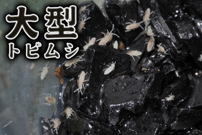 　清潔クリーン　大型トビムシ（アヤトビムシの一種）　約50匹+　活餌　カエル　イモリ　サンショウウオ　パルダリウム　排泄物分解_画像1