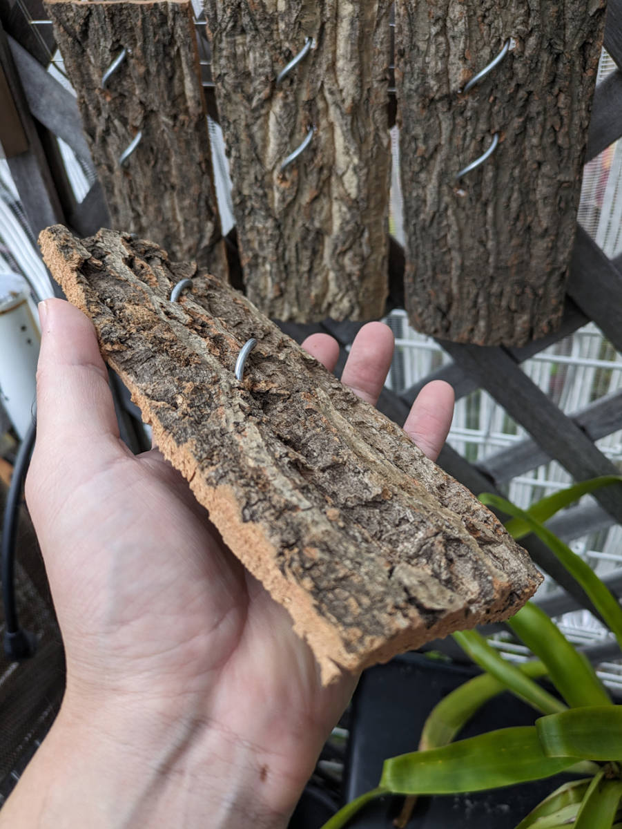 １個 吊り下げ コルク樹皮 10×20ｃｍ（厚約8-10ｍｍ）洋蘭 原種 チランジア エアープランツ 熱帯植物 ラン コルク 樹皮 の画像3