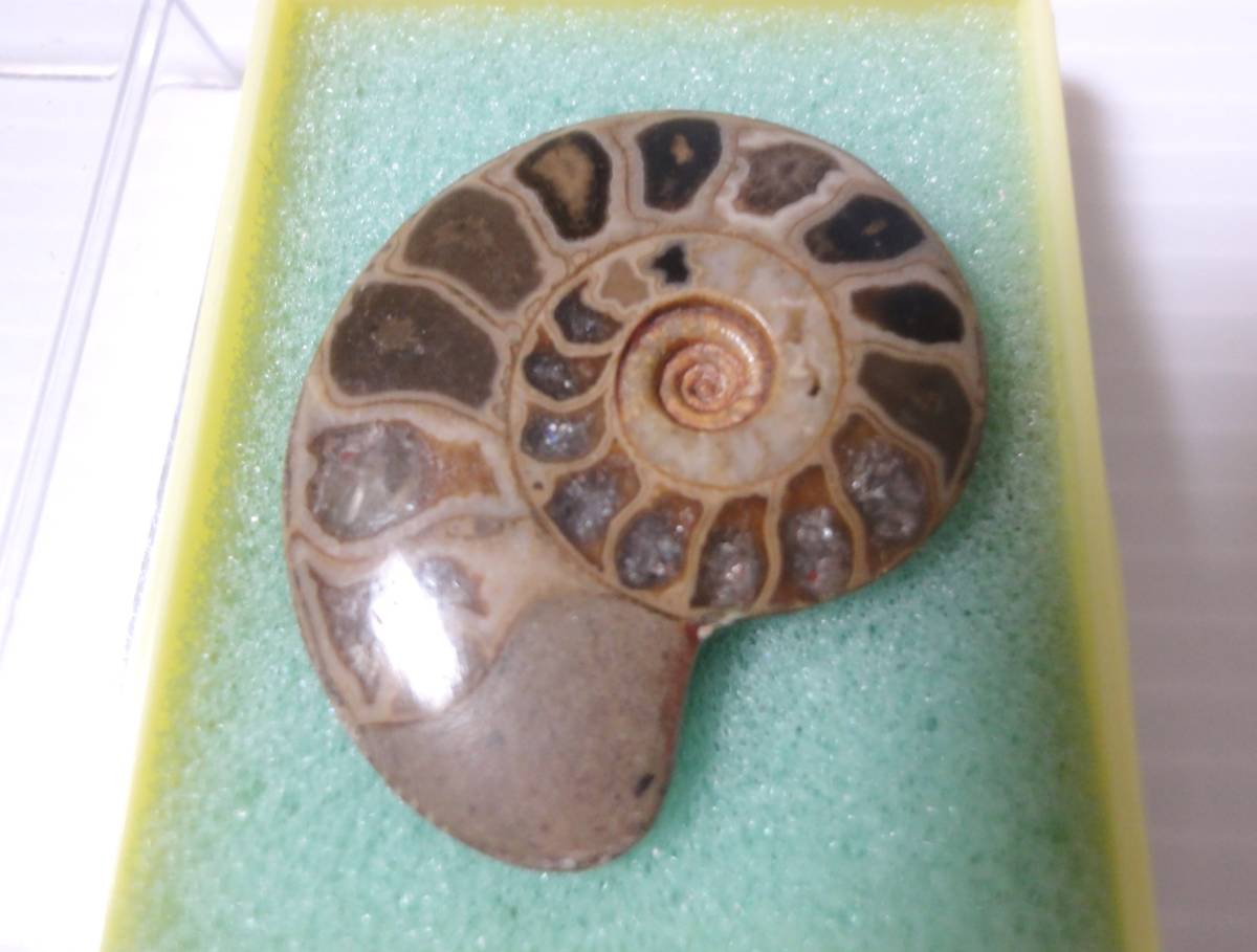 3点 アンモナイト オウムガイ 標本 ジュラ紀 フランス南部、マダガスカル、化石断面 ケース入　古品_画像5