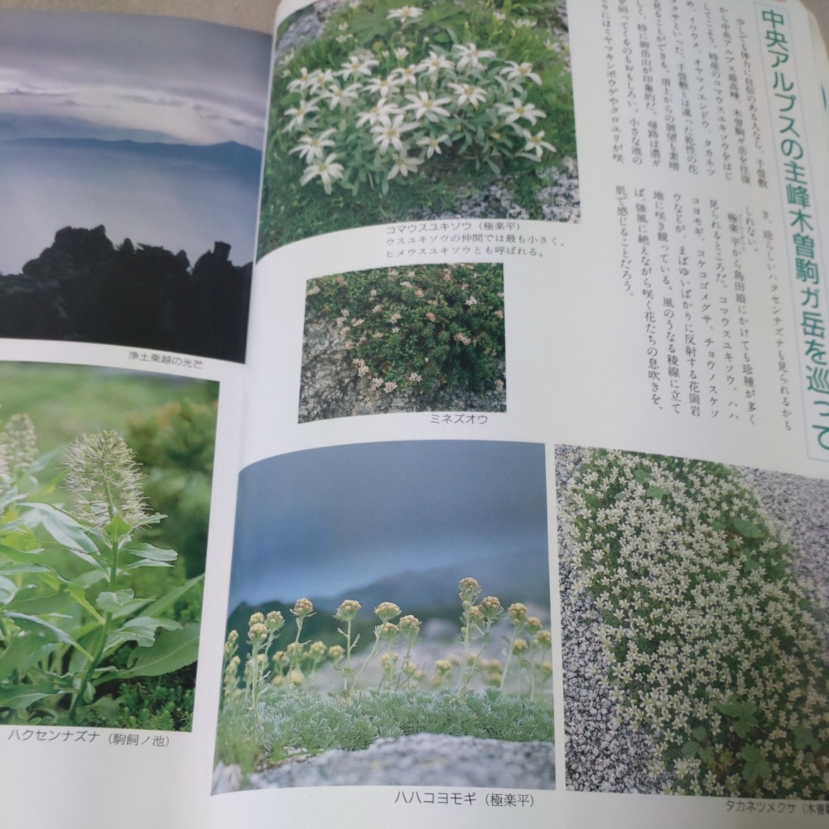 趣味の山野草　1989年7月　中央アルプス花の山旅 水生植物