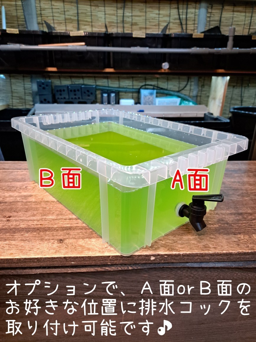 [. medaka ] *mi Gin ko breeding equipment 4 point set (NV22)~ drainage cook installation possible Moina macrocopa Thai likmi Gin ko oo mi Gin kome Dakar 