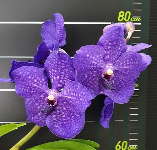 洋蘭　V. Pachara Delight 'Blue'　バンダ　青系　５_花参考