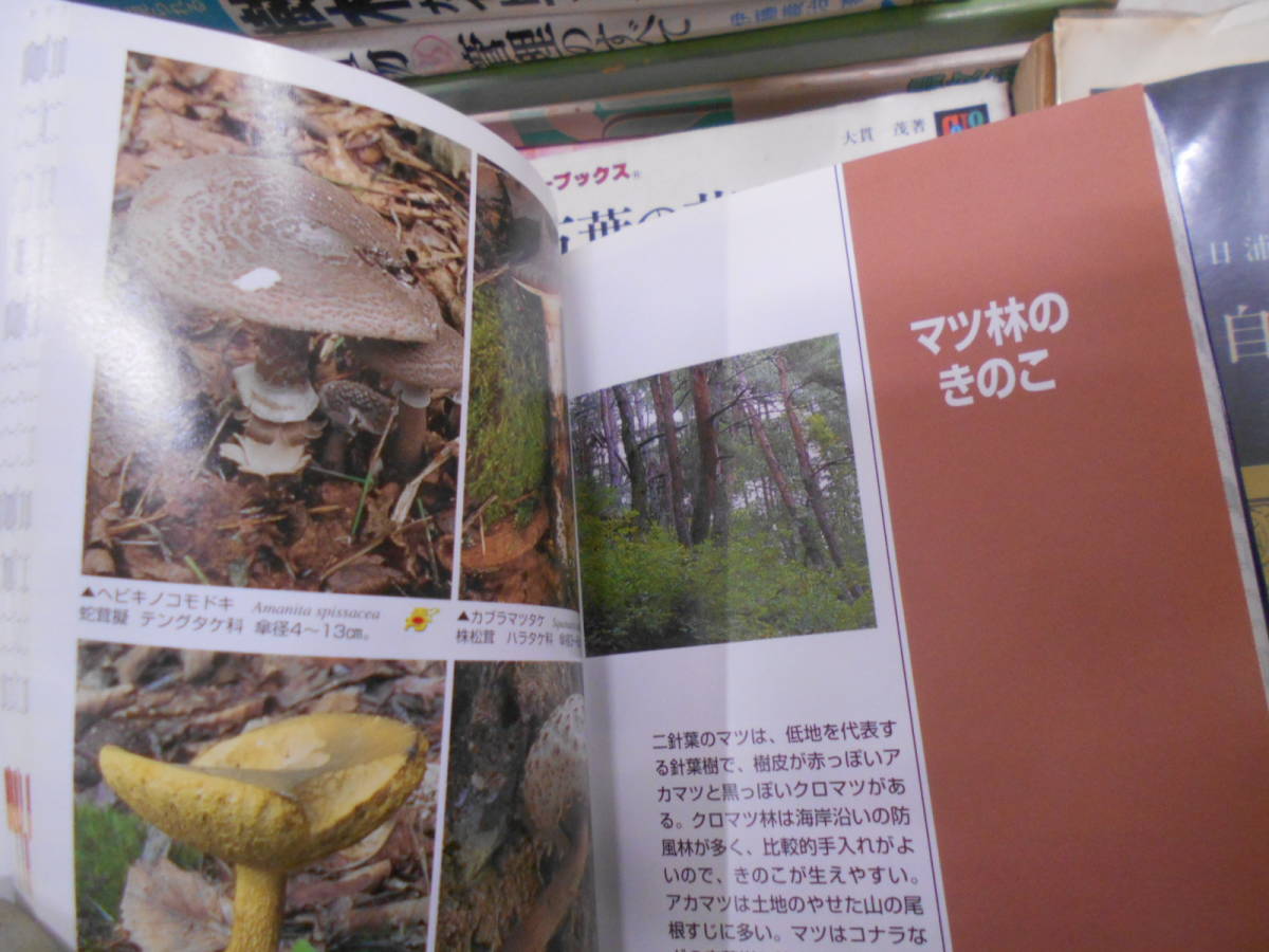 R★/検索入門 野草図鑑 全8巻+別巻ほか植物関連本25冊セット きのこ/ハーブ/庭木/山菜料理/園芸植物のすべて/.草花ほかの画像7