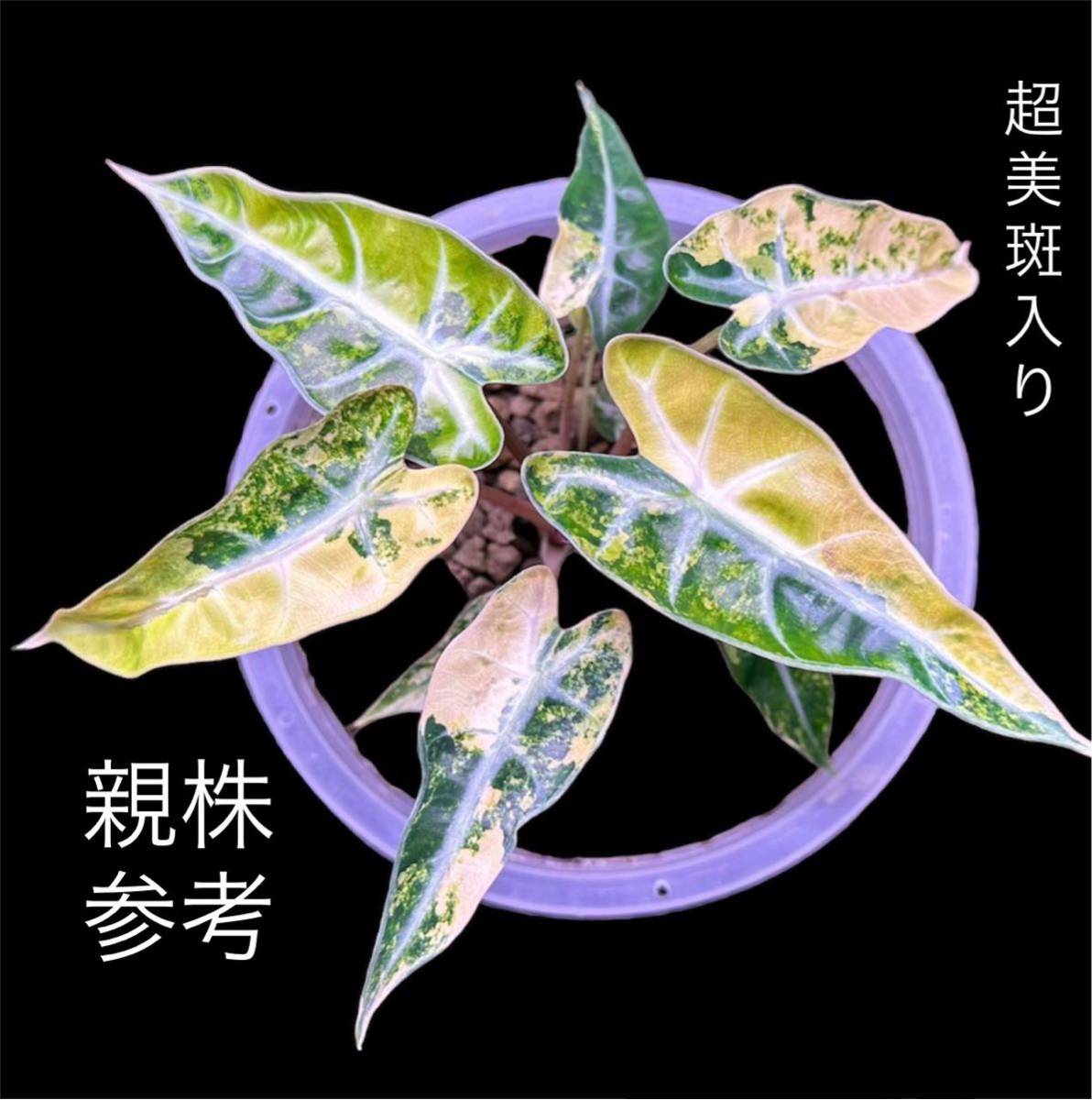 U5 アロカシア バンビーノ 斑入りAlocasia Bambino Aurea Variegated 組織培養 順化済_画像1