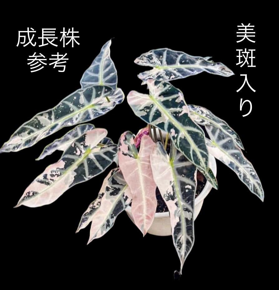 V7 アロカシア バンビーノピンク斑入り組織培養苗順化済 Alocasia Bambino Albo Pink_画像8