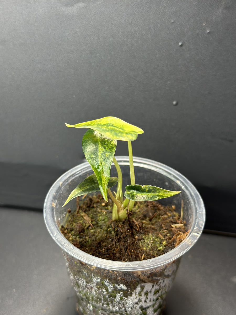 U7 アロカシア バンビーノ 斑入りAlocasia Bambino Aurea Variegated 組織培養 順化済_画像5