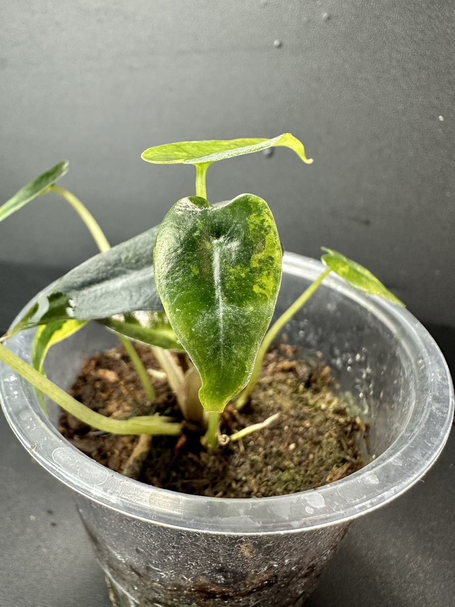 U9 アロカシア バンビーノ 斑入りAlocasia Bambino Aurea Variegated 組織培養 順化済_画像9