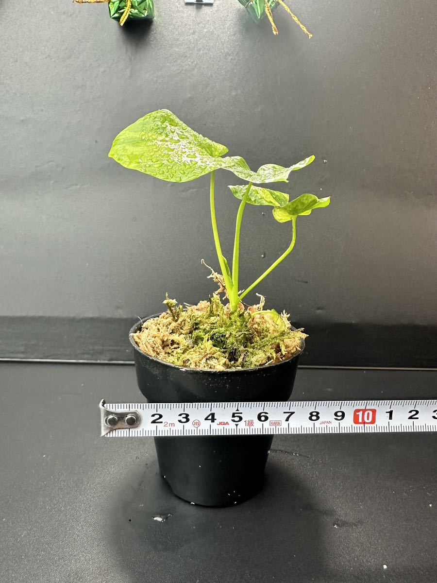か4 フィロデンドロン セローム斑入りThaumatophyllum か4 フィロデンドロン セローム斑入りThaumatophyllum