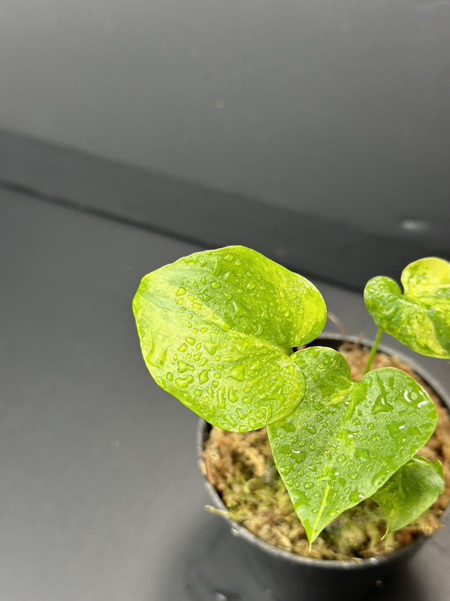 か4 フィロデンドロン セローム斑入りThaumatophyllum か4 フィロデンドロン セローム斑入りThaumatophyllum