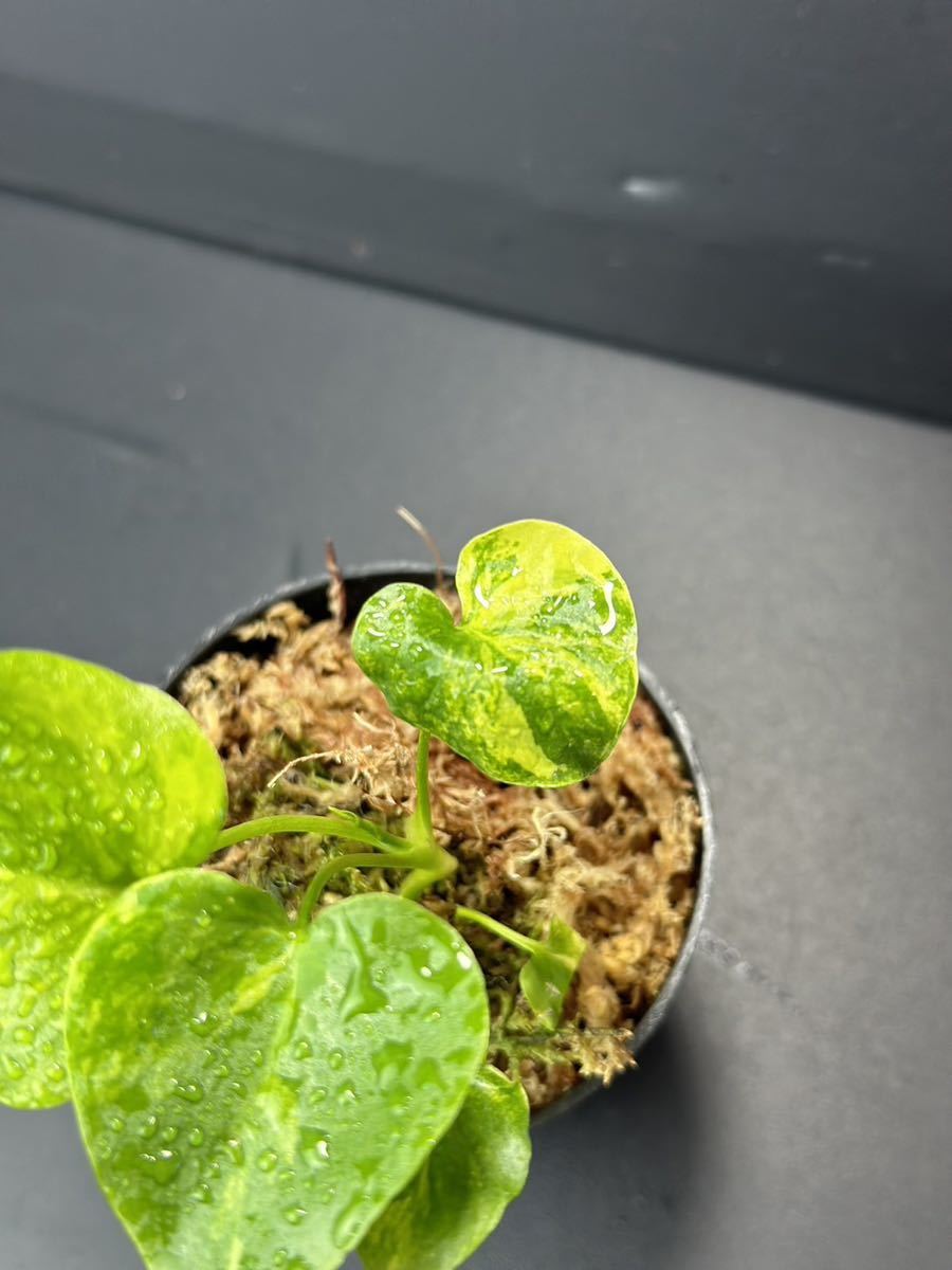 か4 フィロデンドロン セローム斑入りThaumatophyllum か4 フィロデンドロン セローム斑入りThaumatophyllum