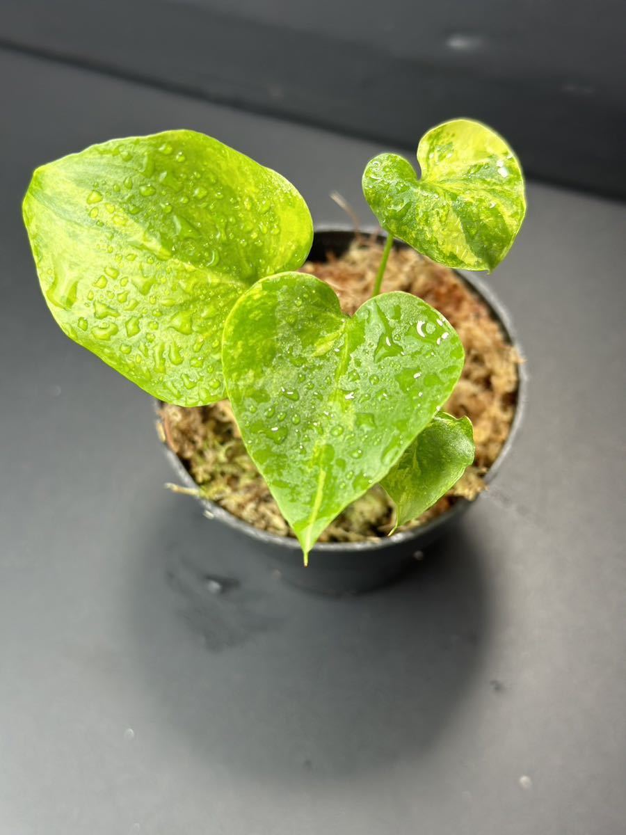 か4 フィロデンドロン セローム斑入りThaumatophyllum か4 フィロデンドロン セローム斑入りThaumatophyllum