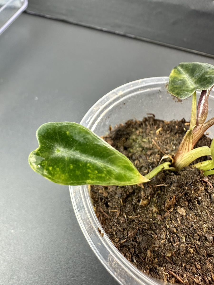 け2 アロカシア バンビーノ 斑入りAlocasia Bambino Aurea Variegated 組織培養 順化済_画像9