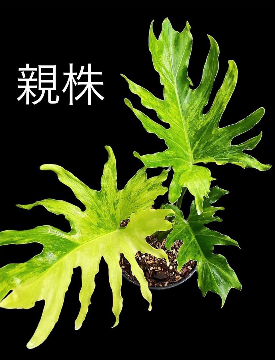 か4 フィロデンドロン セローム斑入りThaumatophyllum か4 フィロデンドロン セローム斑入りThaumatophyllum