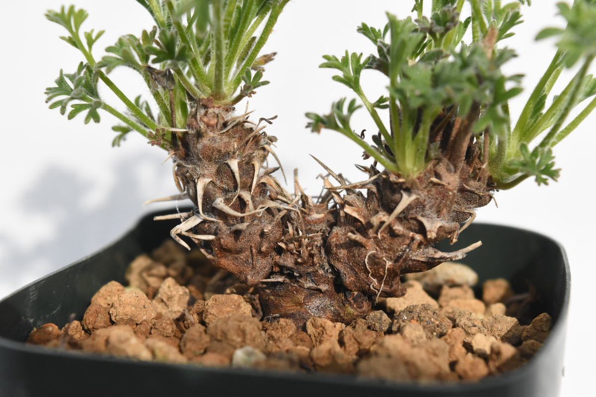 ペラルゴニウム　ヒストリックス　実生　検　多肉植物 コーデックス　塊根植物 多肉植物　灌木　パキポディウム　オペルクリカリア_画像4