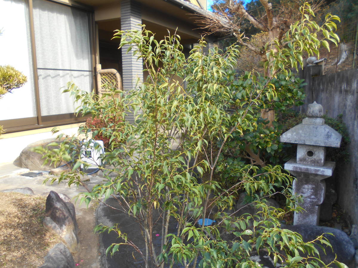 人気の常緑樹　灰の木　ハイノキ　株立ち　お値打ち_画像5