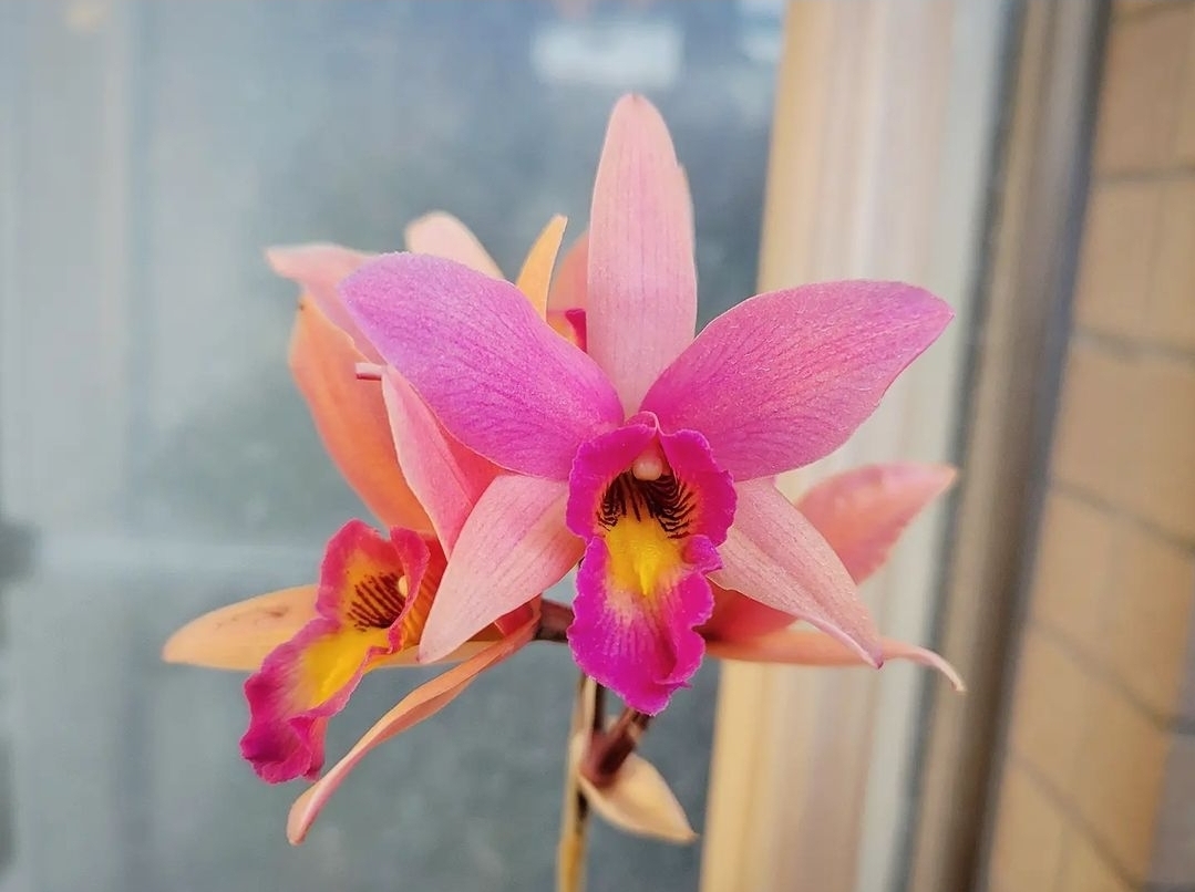 【レリオカトレア・サンタバーバラサンセット'ショータイム'】Laeliocattleya Santa Barbara Sunset ‘Show Time’ カトレア交配種 1_開花参考画像