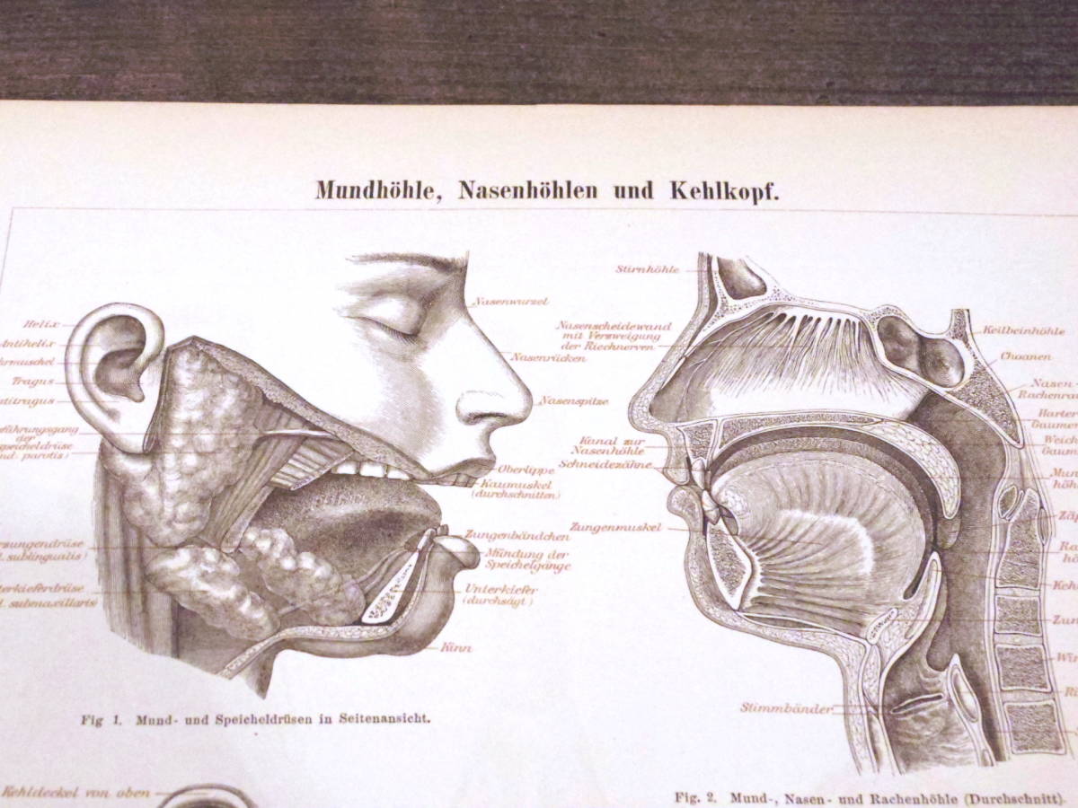 医学/口/鼻/喉■図版/博物画■ドイツ■アンティーク/1890年_画像2