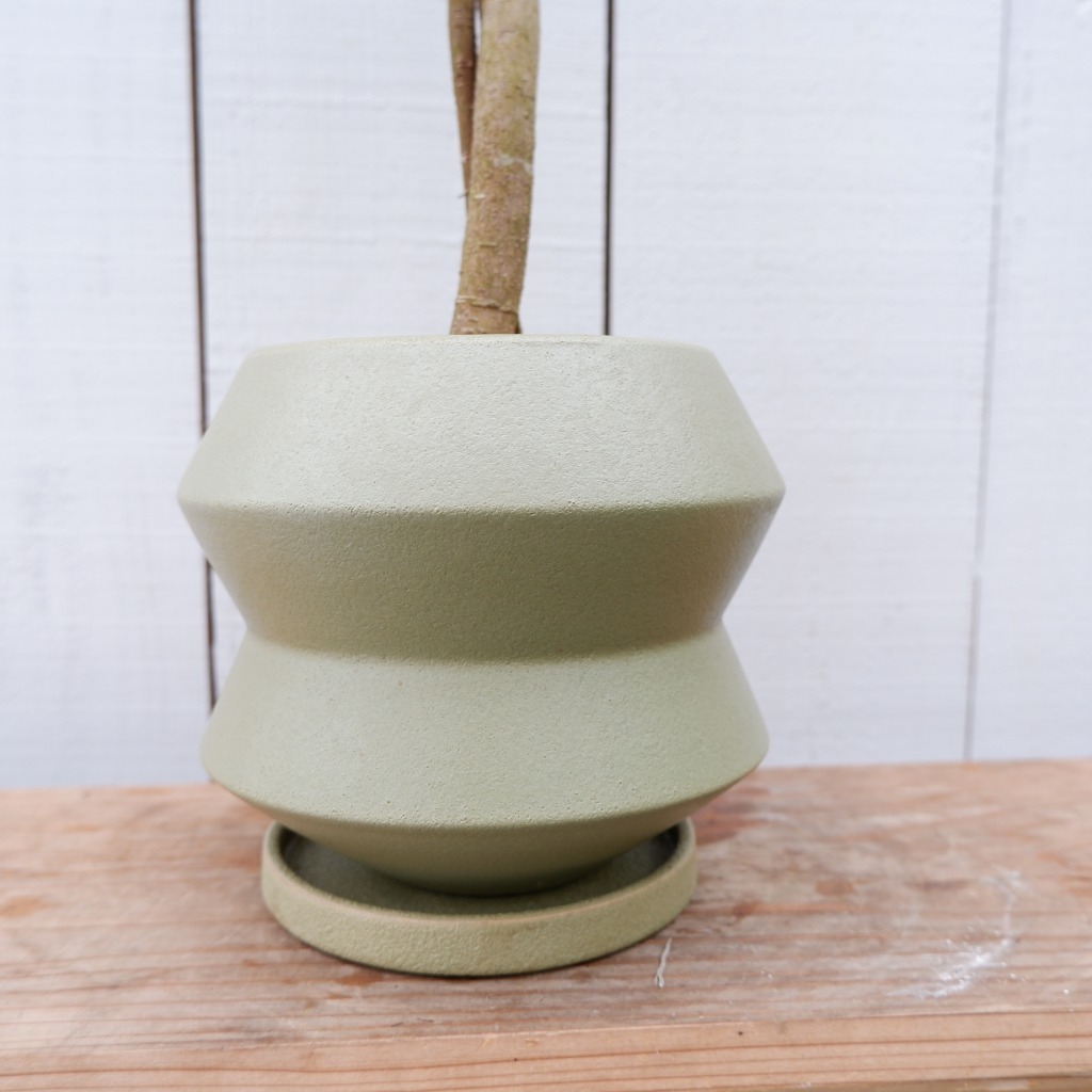 フランスゴム フィカスルビギノーサ 観葉植物 インテリア 陶器鉢 お祝い おしゃれ 室内 育てやすい 種類 おすすめ_画像6