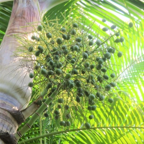 謝恩！ 特価品!　トックリヤシ モドキ　種子 5個　椰子　観葉植物_イメージ画像・参考