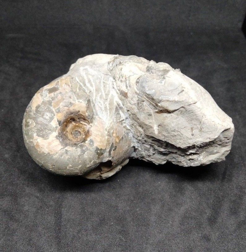 北海道産　アンモナイト　テトラゴニテス　被子植物の種　化石