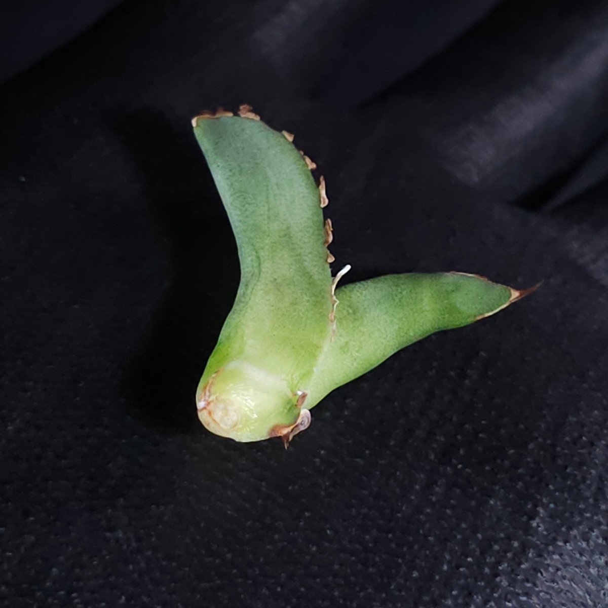 子株 Ivory w.a アガベ チタノタ (Agave Titanota)2 の商品詳細 子株 Ivory w.a アガベ チタノタ (Agave Titanota)2 の商品詳細