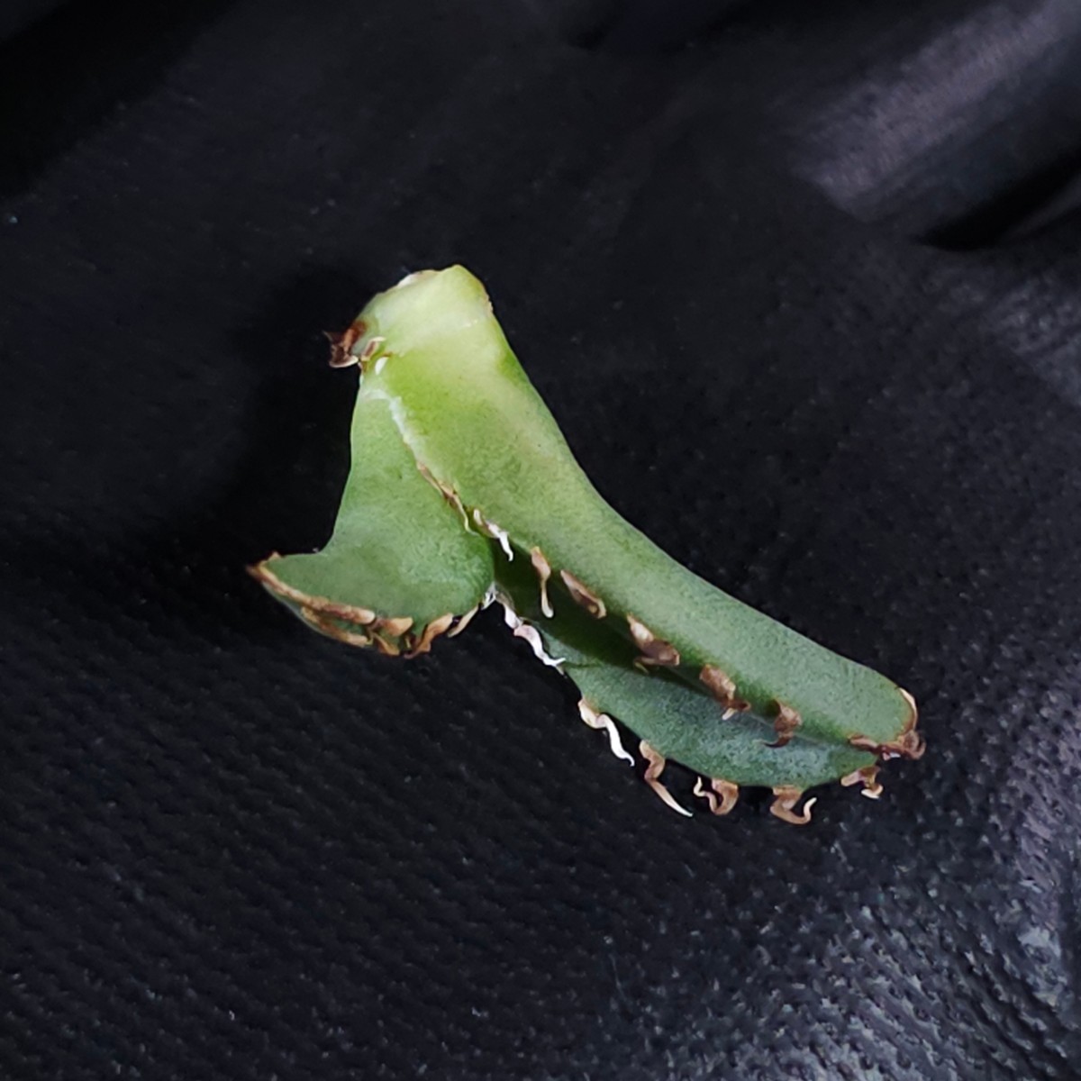 子株 Ivory w.a アガベ チタノタ (Agave Titanota)2 の商品詳細 子株 Ivory w.a アガベ チタノタ (Agave Titanota)2 の商品詳細