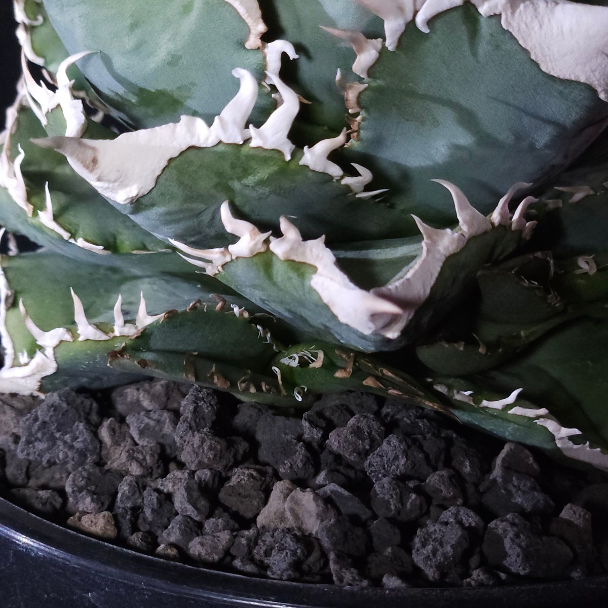 子株 Ivory w.a アガベ チタノタ (Agave Titanota)2 の商品詳細 子株 Ivory w.a アガベ チタノタ (Agave Titanota)2 の商品詳細