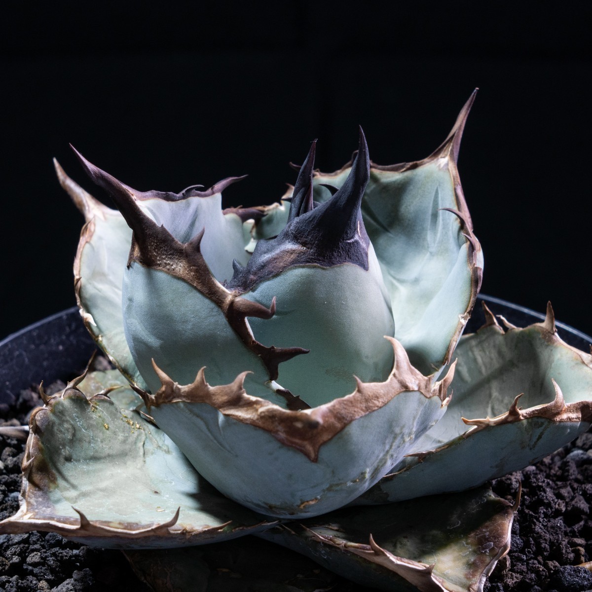 子株 青○牛 アガベ チタノタ ブルー (Agave Titanota)_画像1