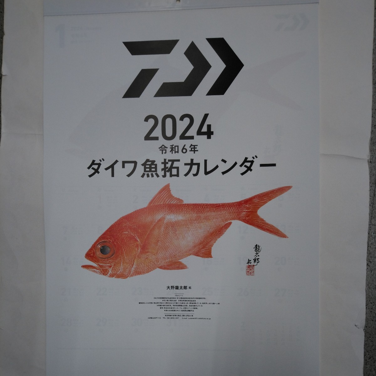 新品 2024 令和6年 ダイワ DAIWA 魚拓 カレンダー 店名なし 大野龍太郎_画像1