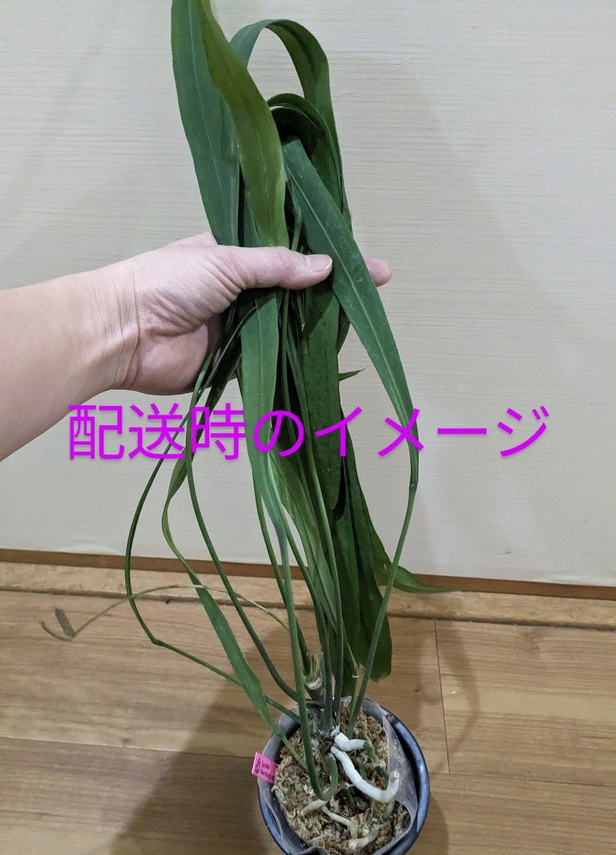 ①アンスリウム ビッタリフォリウムAnthurium Vittarifolium ①アンスリウム ビッタリフォリウムAnthurium Vittarifolium