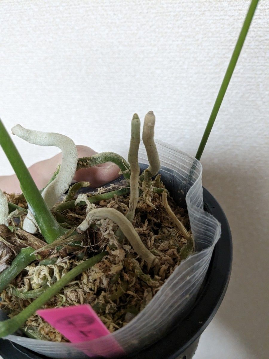 ①アンスリウム ビッタリフォリウムAnthurium Vittarifolium ①アンスリウム ビッタリフォリウムAnthurium Vittarifolium