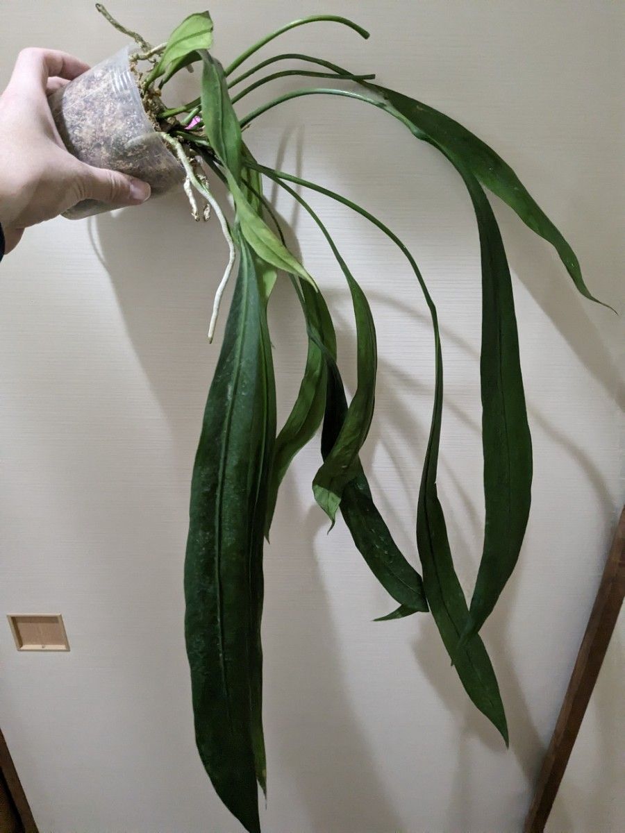 アンスリウム ビッタリフォリウム 水苔植えAnthurium アンスリウム ビッタリフォリウム 水苔植えAnthurium