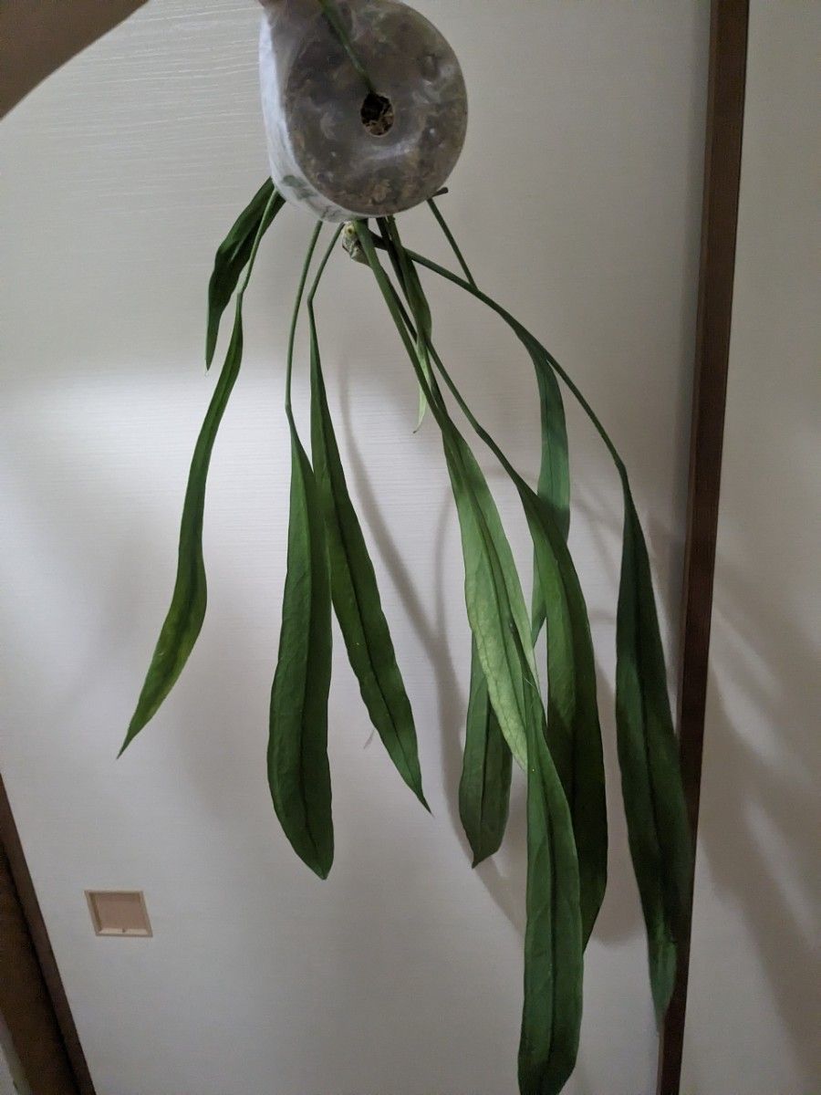 アンスリウム ビッタリフォリウム 水苔植え Anthurium アンスリウム ビッタリフォリウム 水苔植え Anthurium