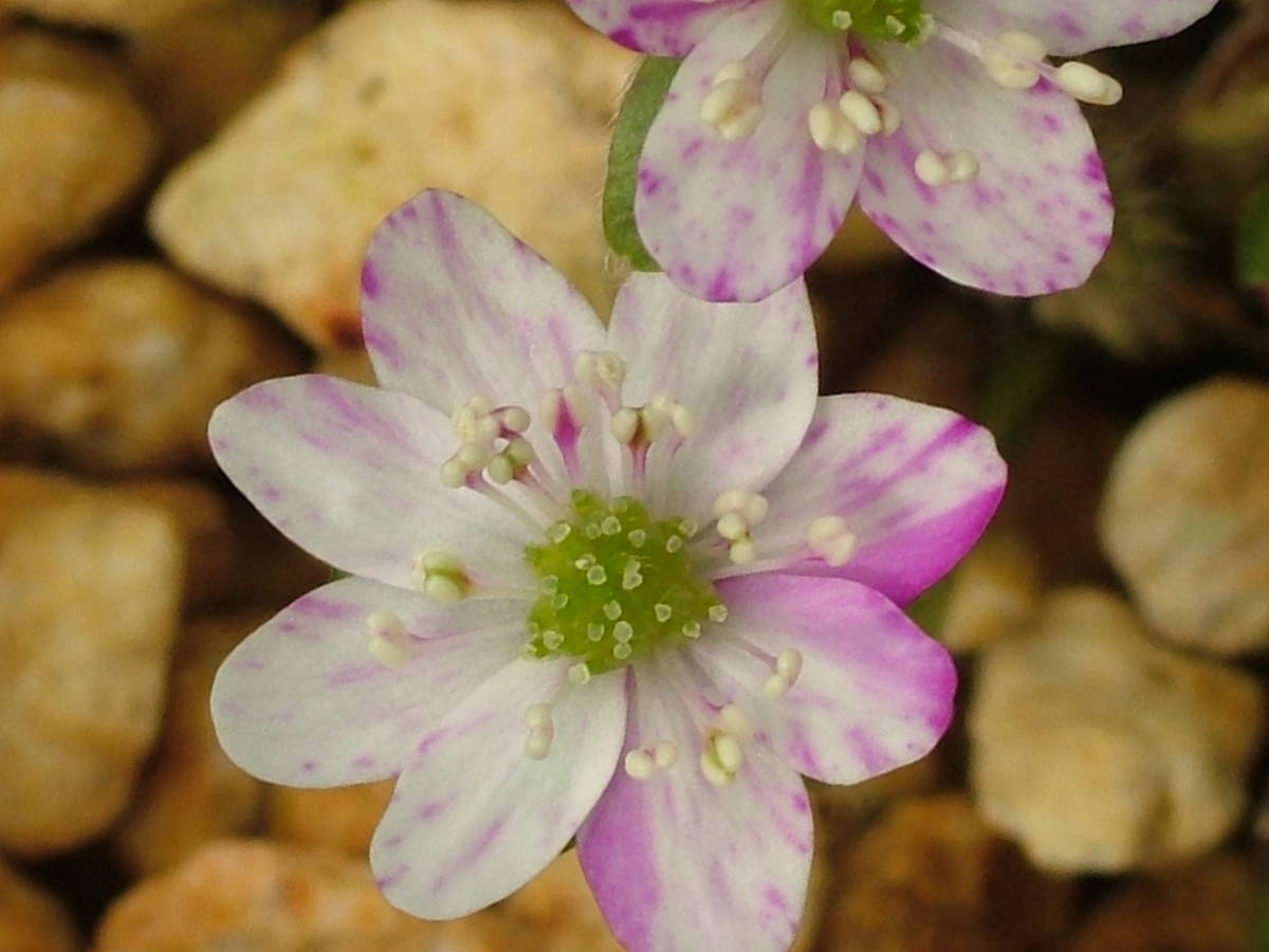 ★　雪割草　　標準花　　【紅万華】　　特大1芽頭割れ花上がり　★_当方での開花