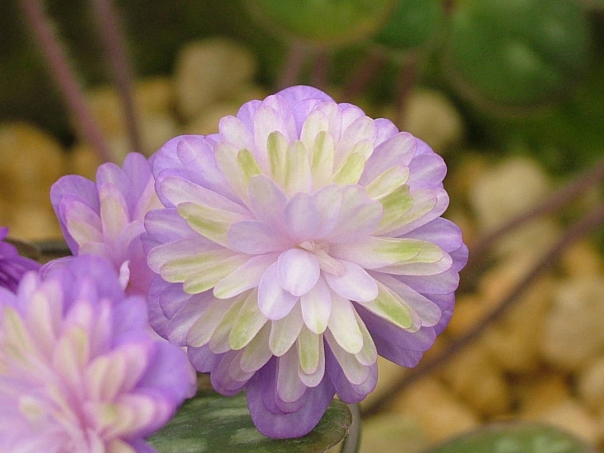 ★　雪割草　　千重咲　　【玉　虫】　　特大1芽頭割れ　★_当方での開花