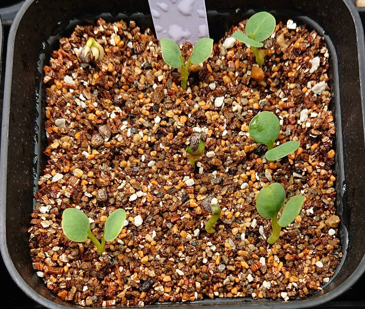 ユーフォルビア　スパンリンギー　Euphorbia　spannringii（旧フィッシュボーン）種子　５粒　その２_画像2