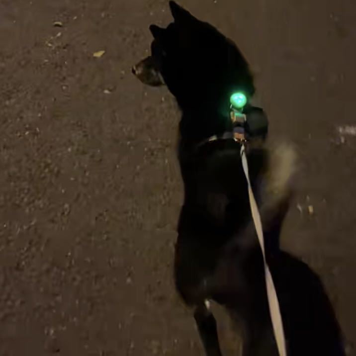 5色 犬、猫、肉球 ペット首輪用 光る　ライト　ペンダント 夜間 散歩_画像9