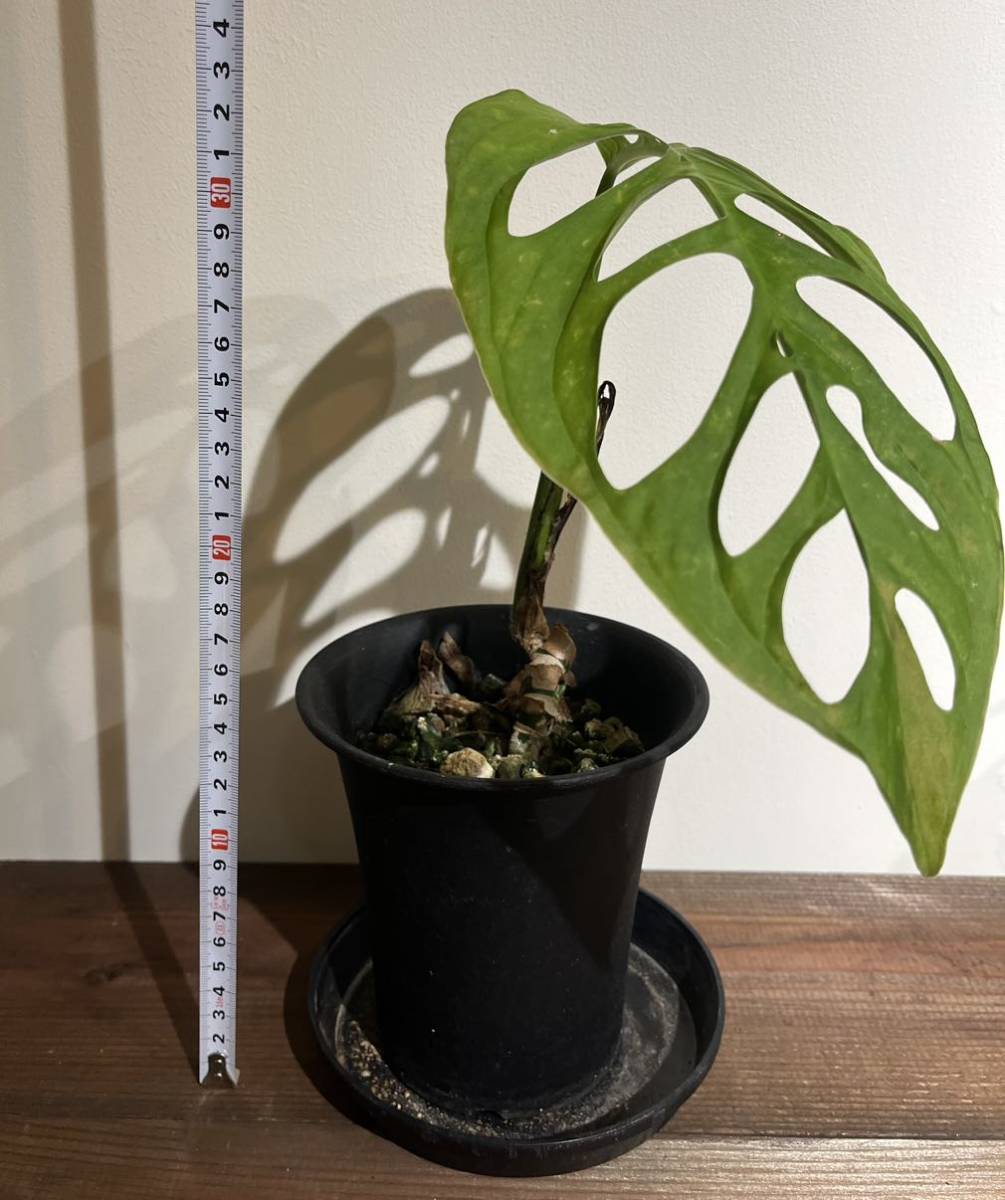 【Monstera esqueleto】モンステラ　エスケレート プラ鉢約13cm モンステラ Monstera_画像2