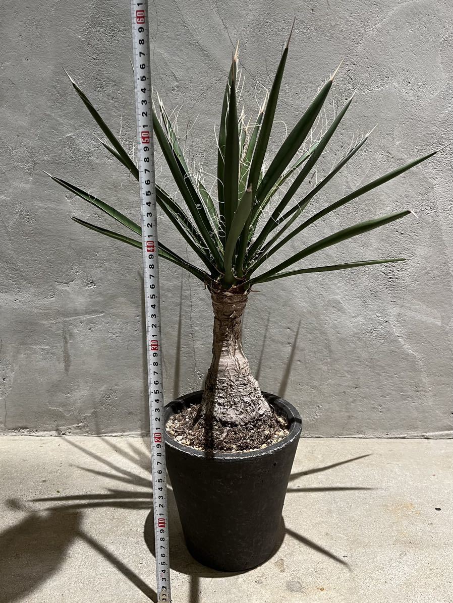 【Yucca filifera】ユッカ・フィリフェラ 陶器鉢約17cm ドライガーデン ユッカ_画像4