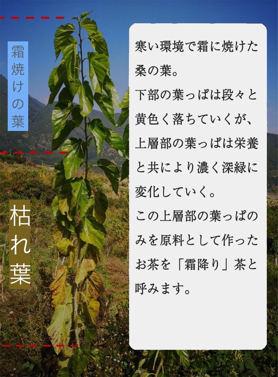 霜降り「桑の葉」粉末パウダー100% 細かい 健康食品「桑の葉」茶 たんぽぽ本舗