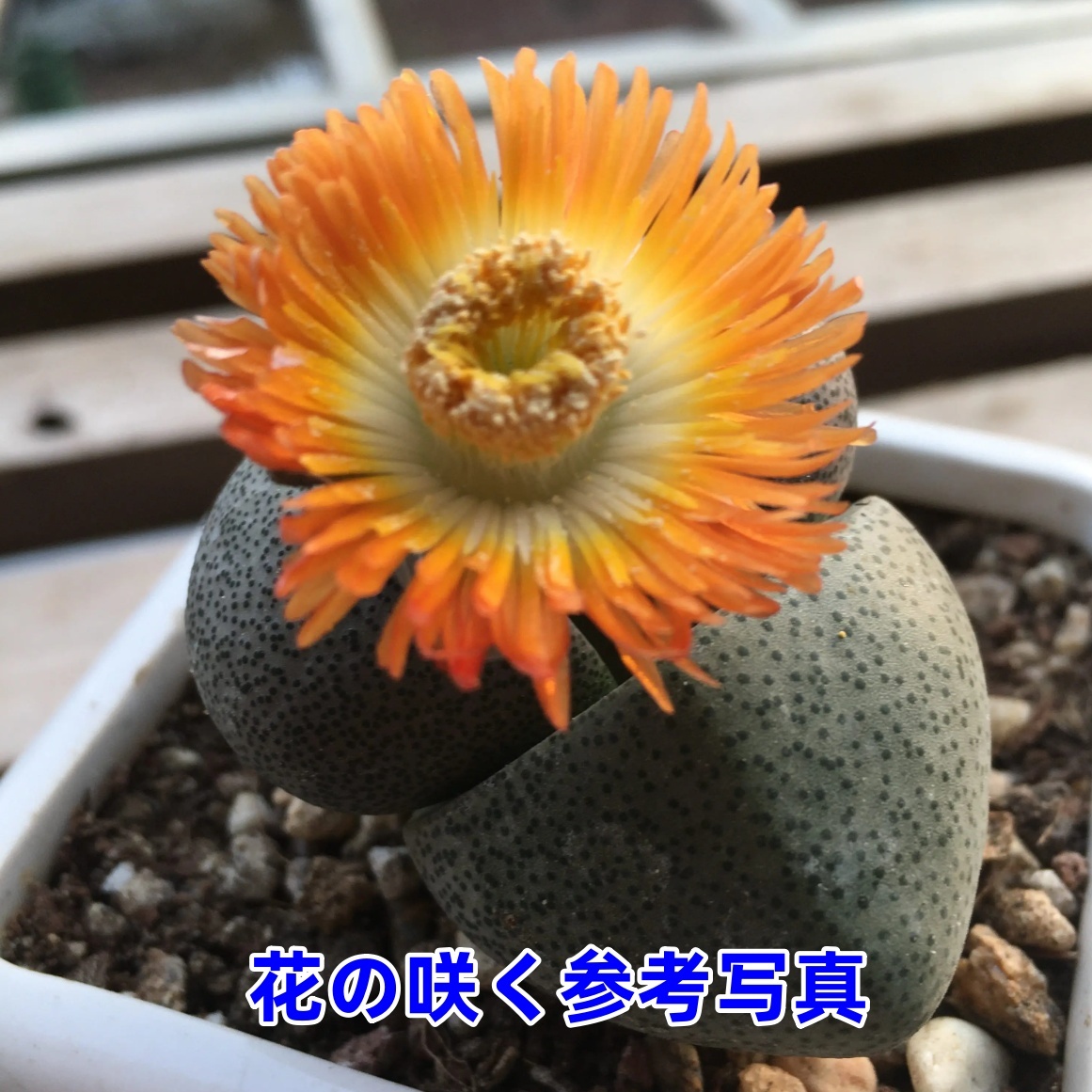 PM緑帝玉 激レア高級リトープス 多肉植物 韓国苗 観葉植物 花 園芸_画像1