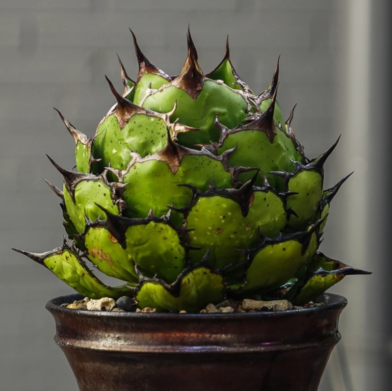 アガベ チタノタ 熊猫 パンダ agave titanota panda 17|観葉植物 アガベ チタノタ 熊猫 パンダ agave titanota panda 17|観葉植物