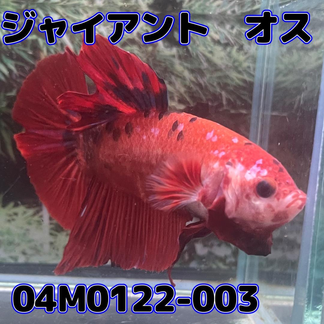 ジャイアントプラカット　オス　ファンシーコイ　04M0122-003　生体　熱帯魚_画像2