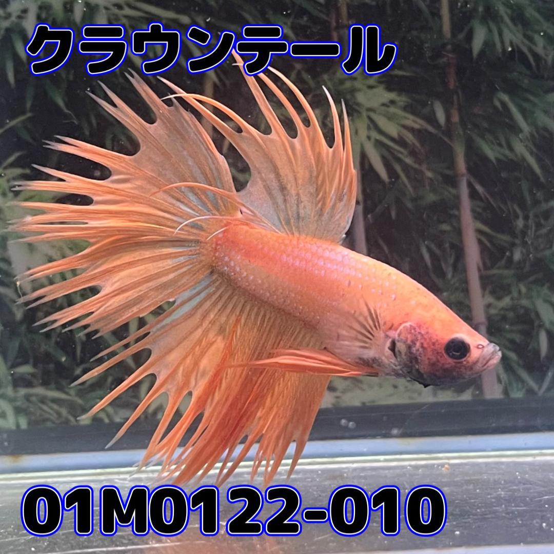  betta Crown tail male orange 01M0122-010 tropical fish organism 