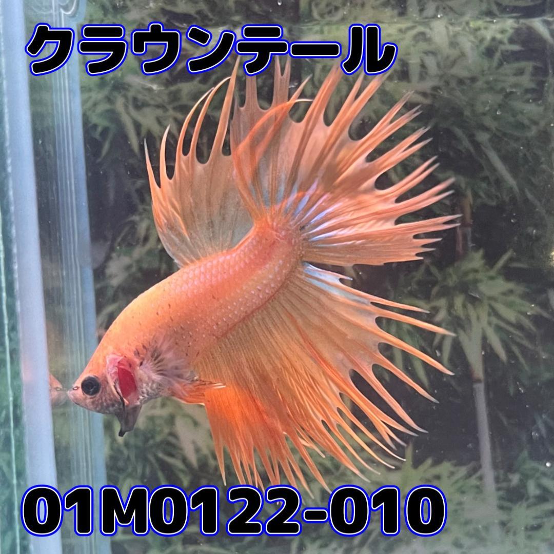  betta Crown tail male orange 01M0122-010 tropical fish organism 