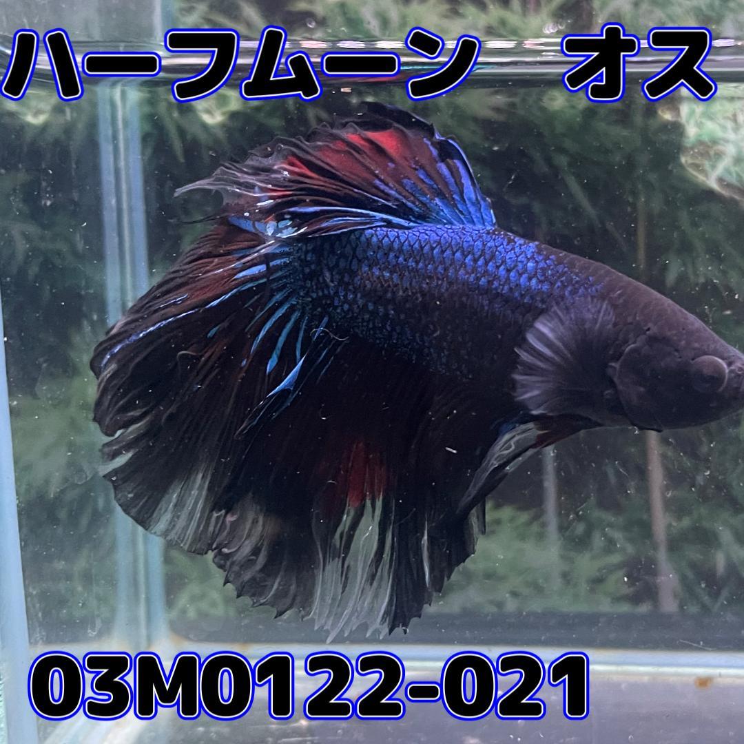 ベタ　ショーベタ　オス　ファンシー　03M0122-021　ハーフムーン　生体　熱帯魚_画像2