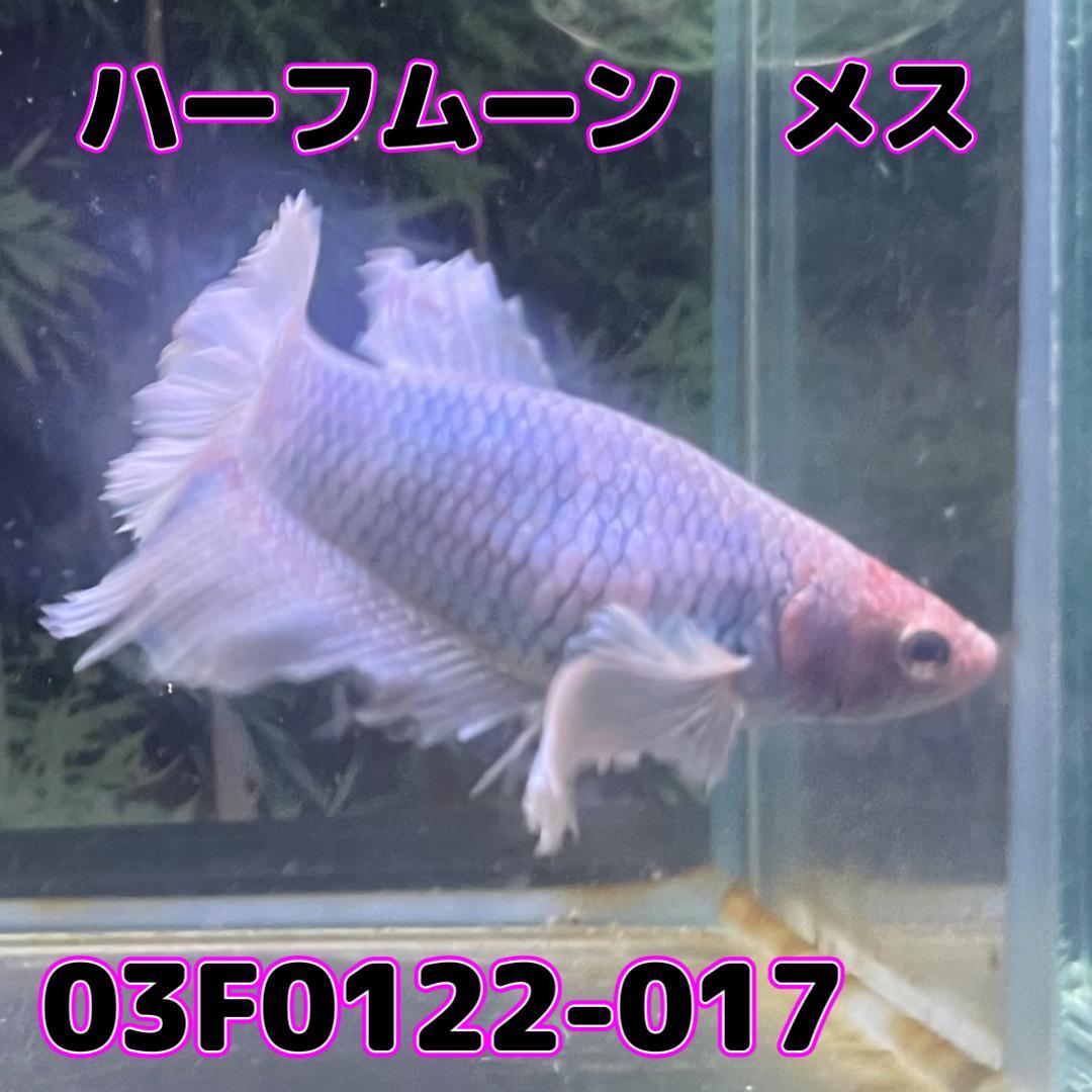 ベタ　ショーベタ　メス　ダンボ　03F0122-017　ハーフムーン　熱帯魚　生体_画像4
