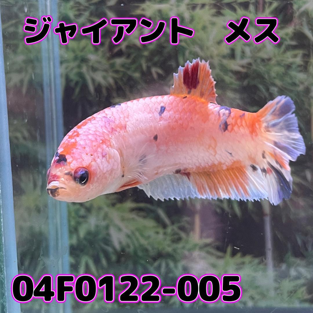 ベタ　ジャイアントプラカット　メス　コイカラー　04f0122-005　生体　熱帯魚_画像3